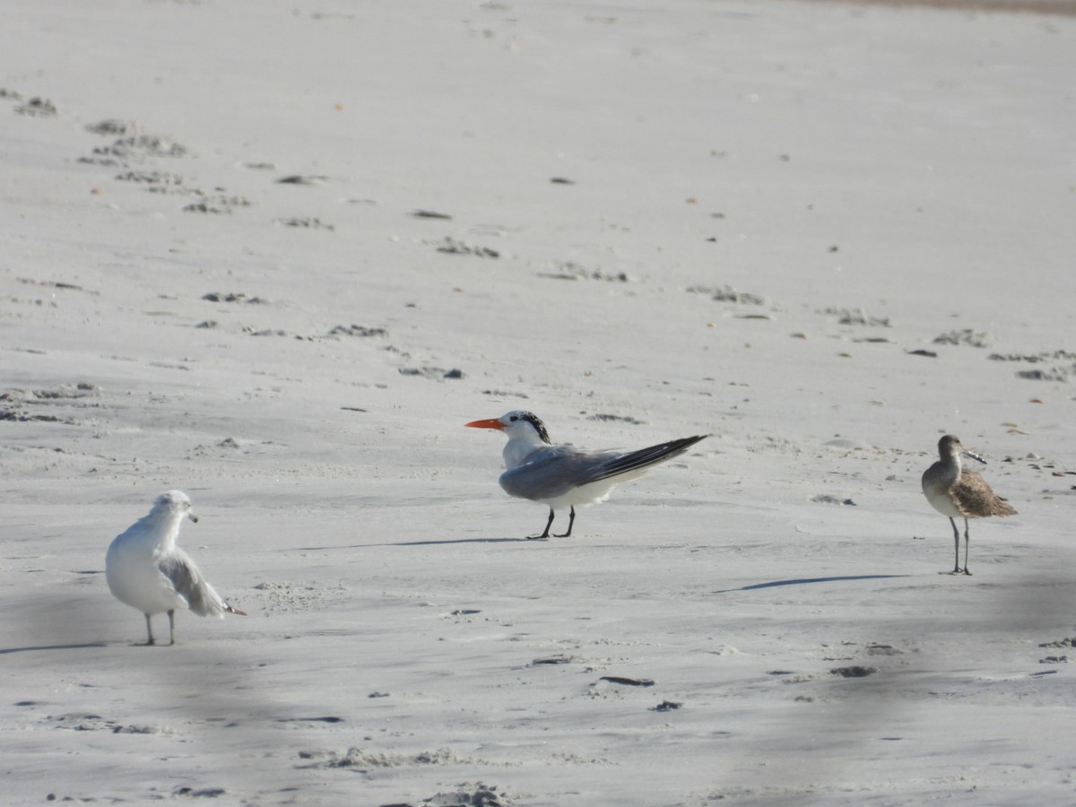 Royal Tern - ML638538681