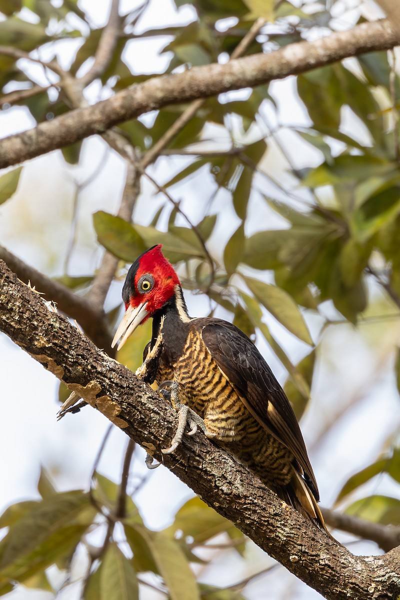 Pale-billed Woodpecker - ML638538697