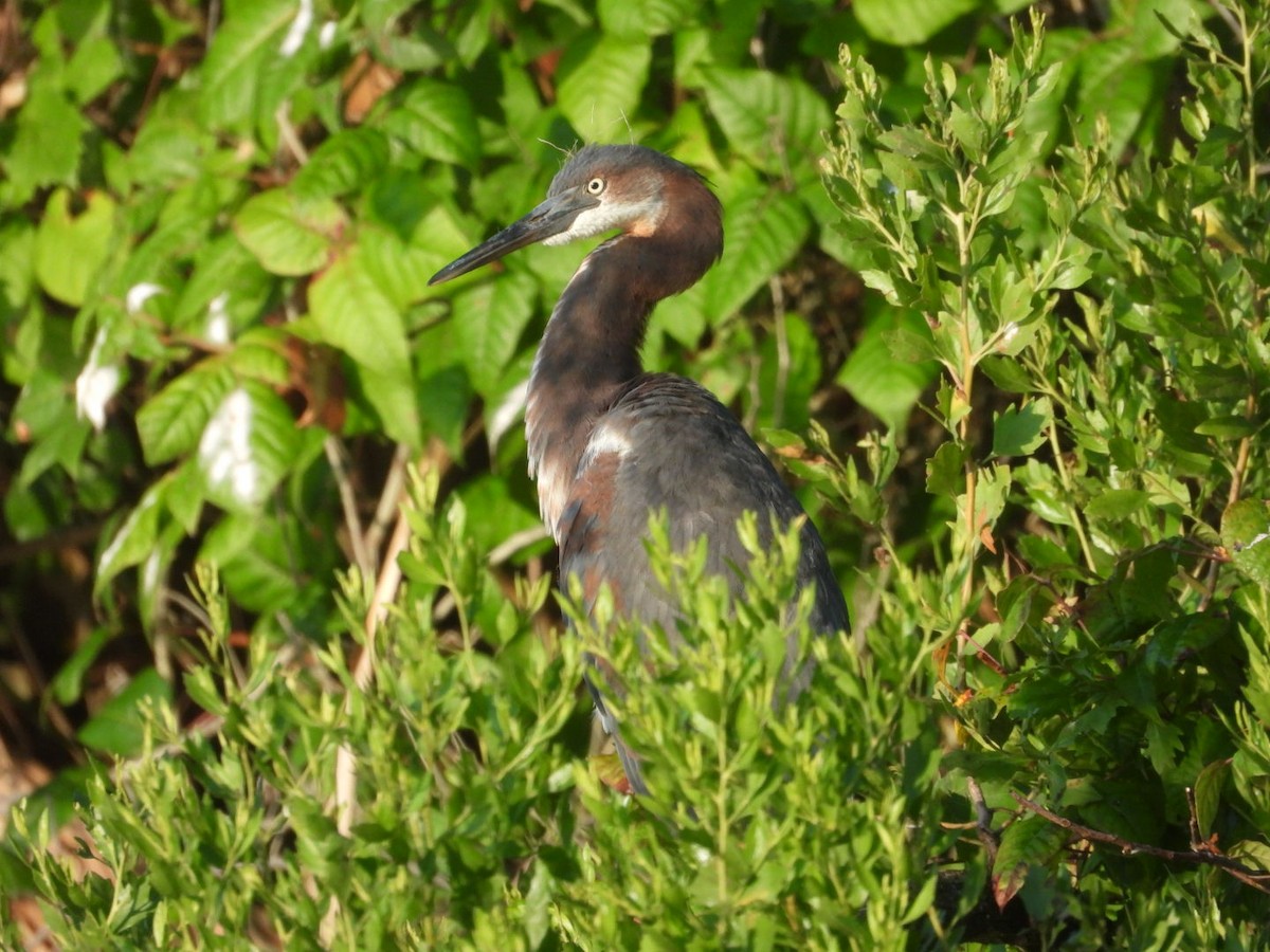 Tricolored Heron - ML638538699