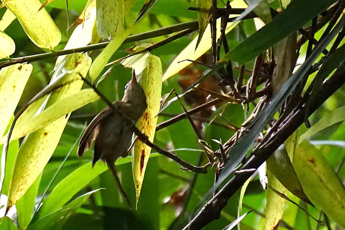 Rufous-fronted Babbler - ML638538700