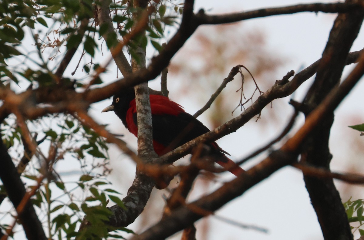 Maroon Oriole - ML638538702