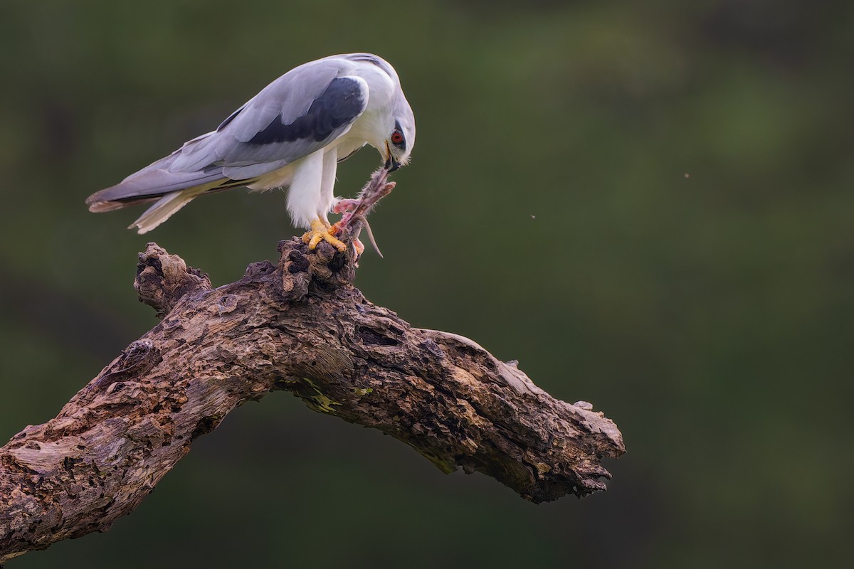 Black-winged Kite - ML638538716