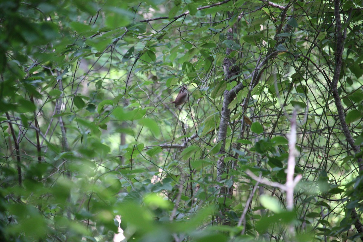 Carolina Wren - ML638538723