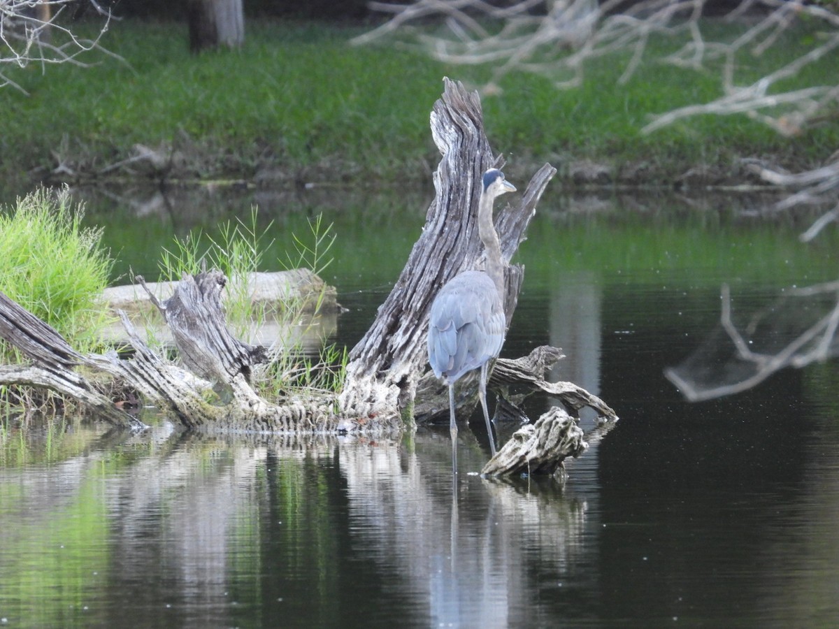 Great Blue Heron - ML638538724