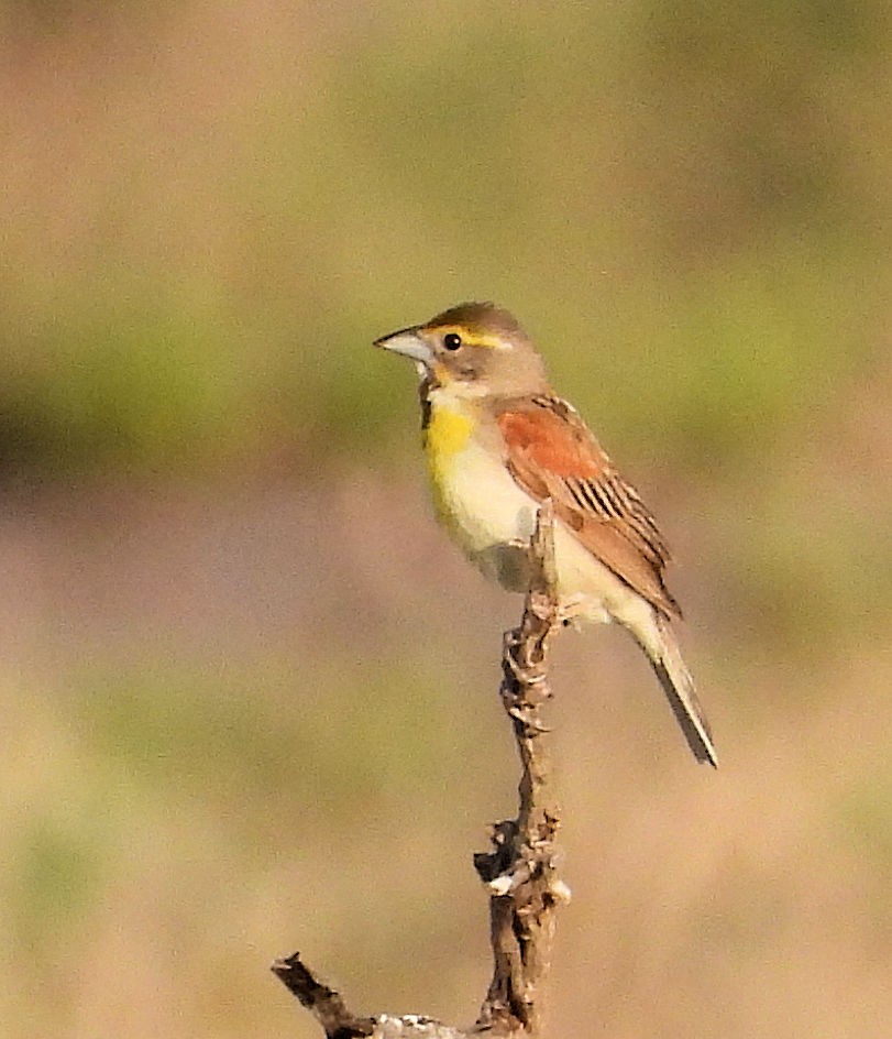 Dickcissel - ML638538727