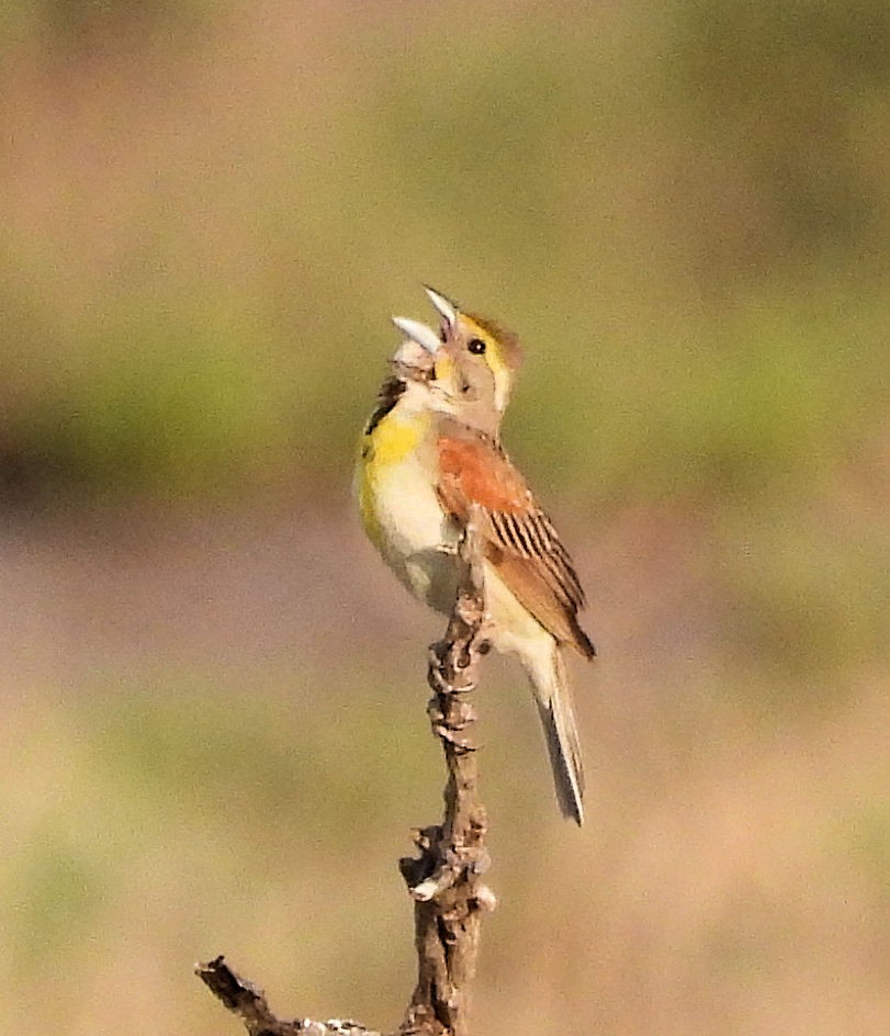 Dickcissel - ML638538728