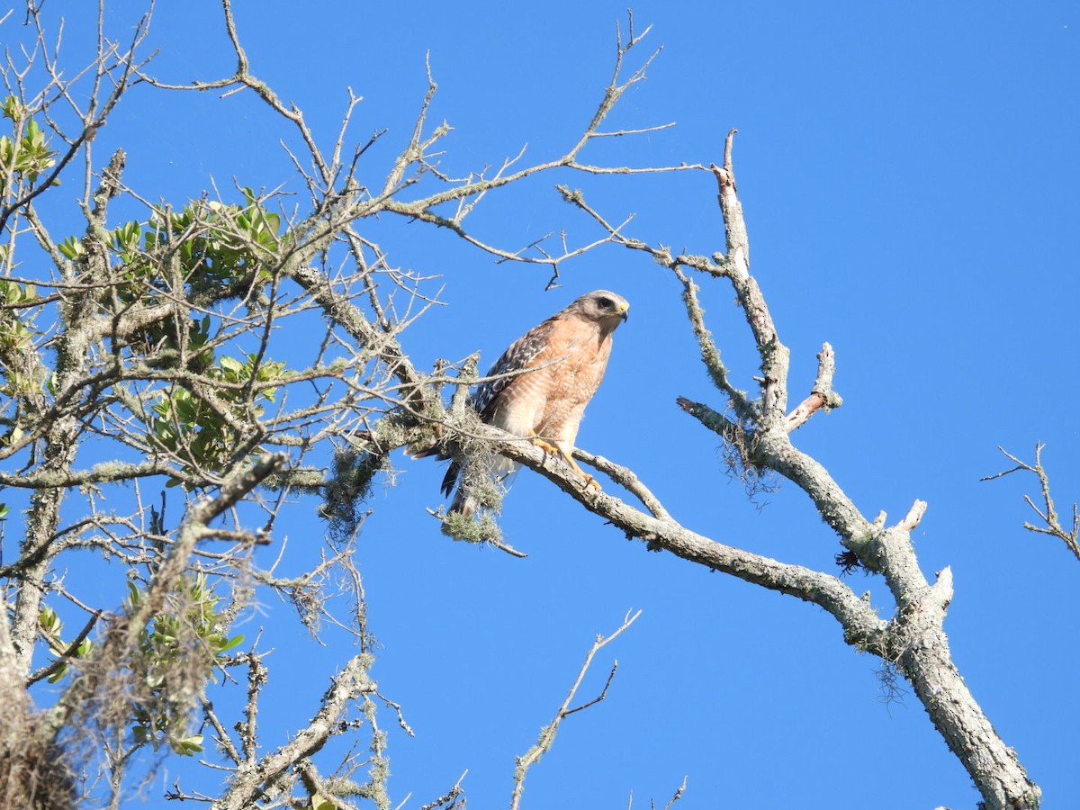 Red-shouldered Hawk - ML638538735