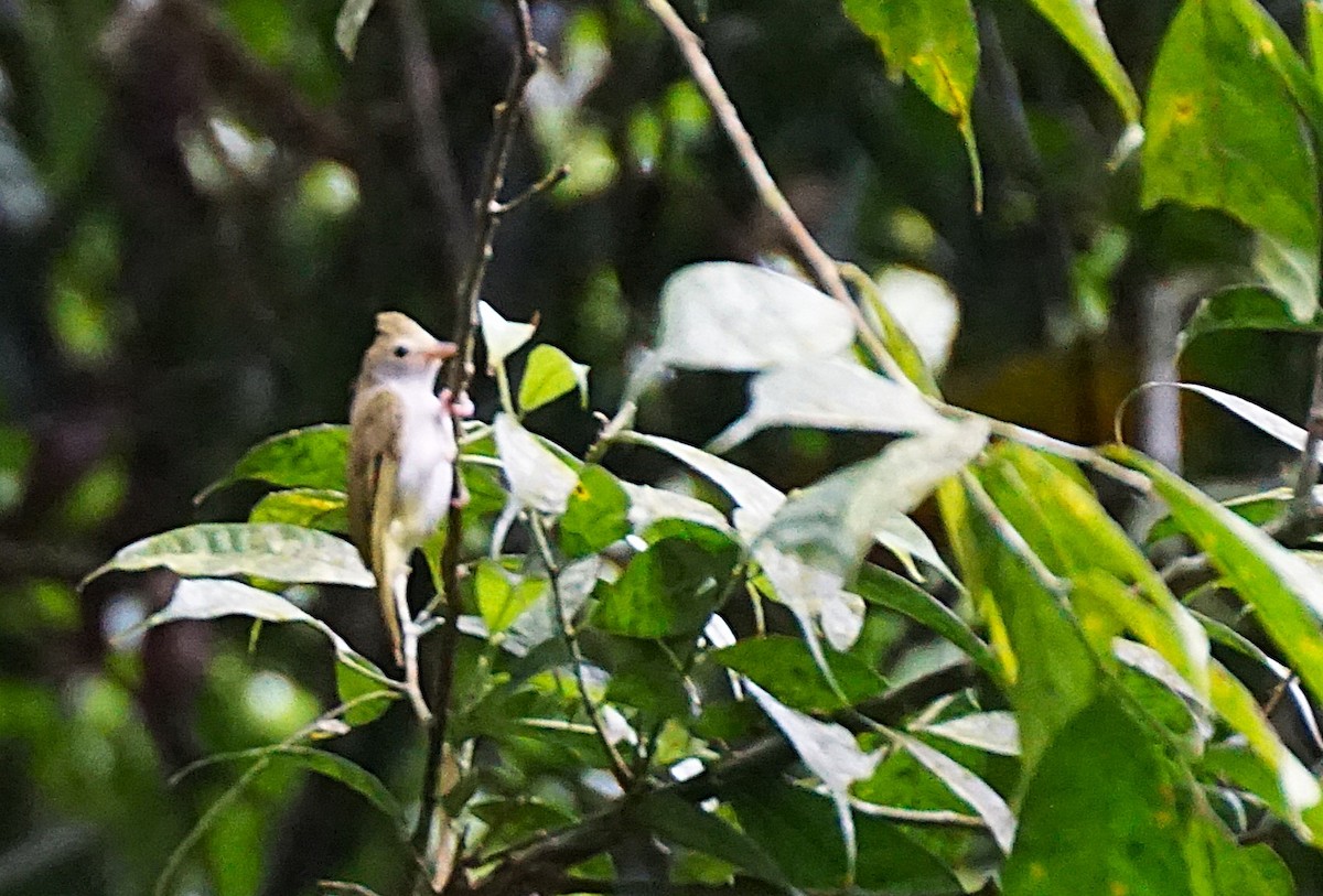 White-bellied Erpornis - ML638538739