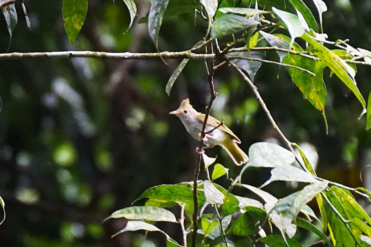 White-bellied Erpornis - ML638538742