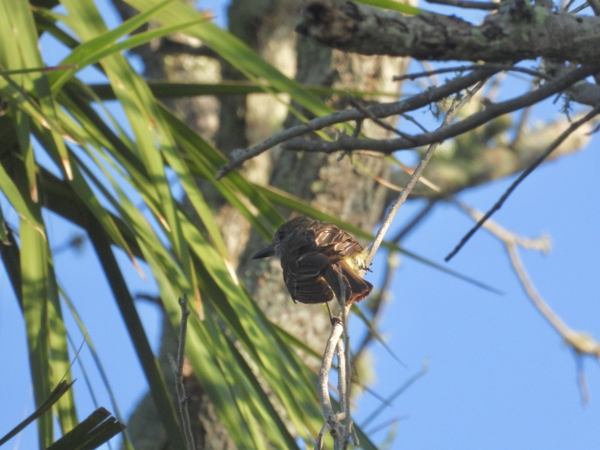 Great Crested Flycatcher - ML638538743