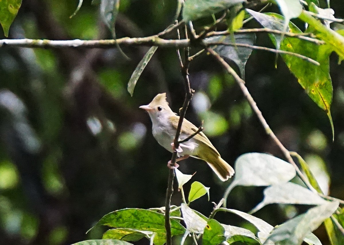 White-bellied Erpornis - ML638538751