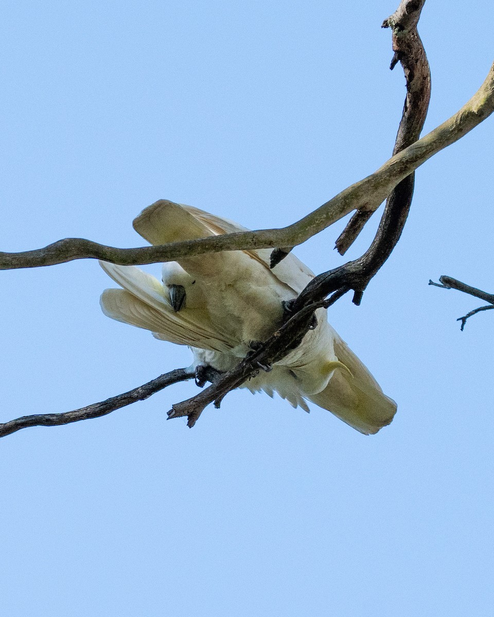 Sulphur-crested Cockatoo - ML638538765