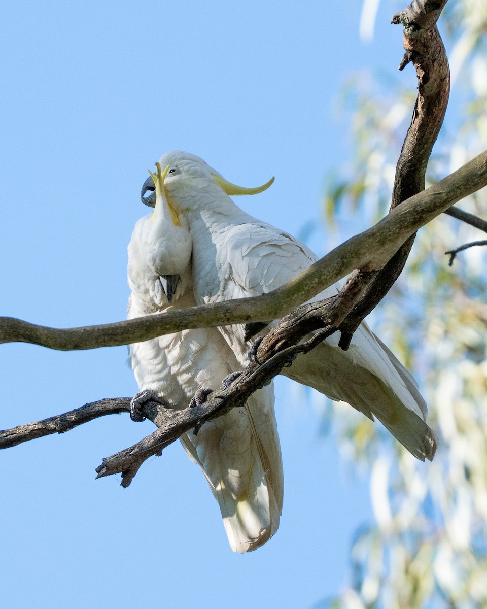 Sulphur-crested Cockatoo - ML638538766