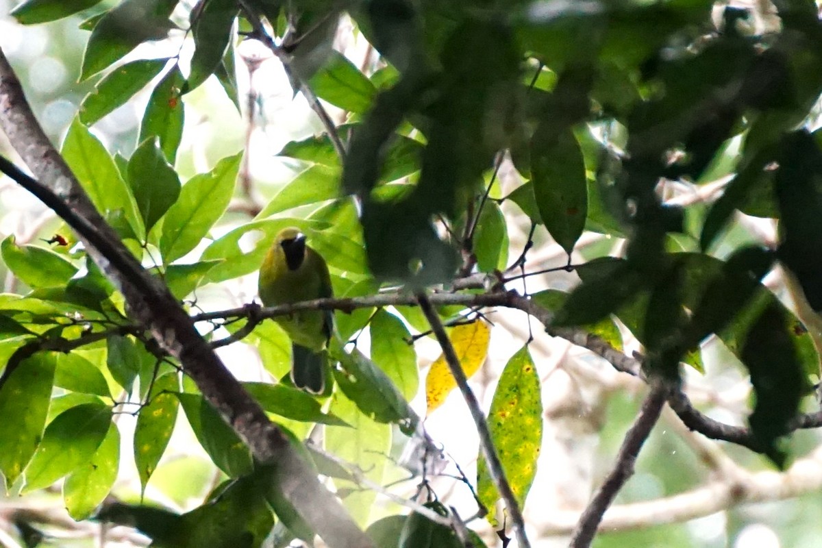 Blue-winged Leafbird - ML638538769