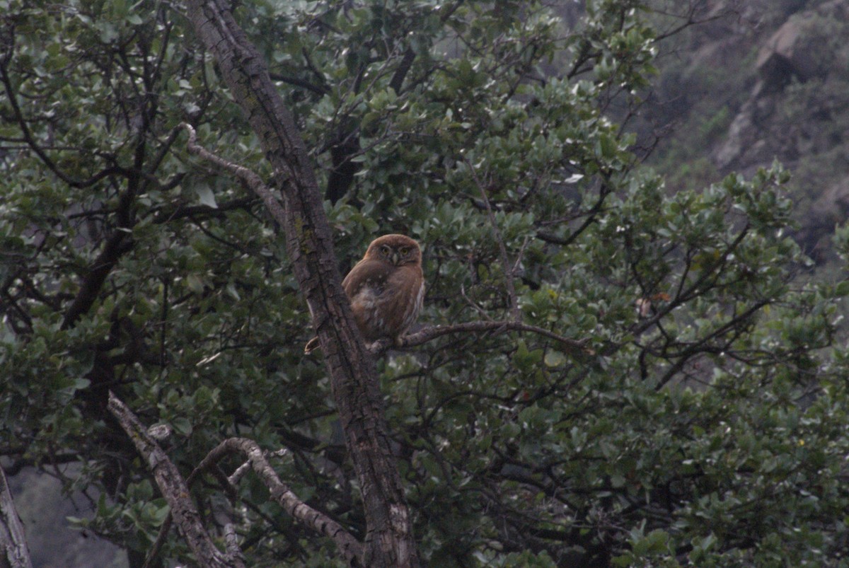 Austral Pygmy-Owl - ML638538772