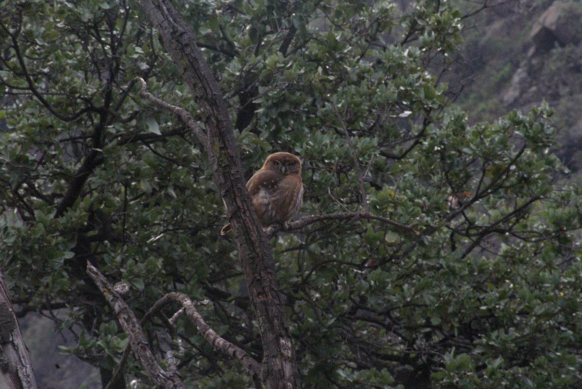 Austral Pygmy-Owl - ML638538773