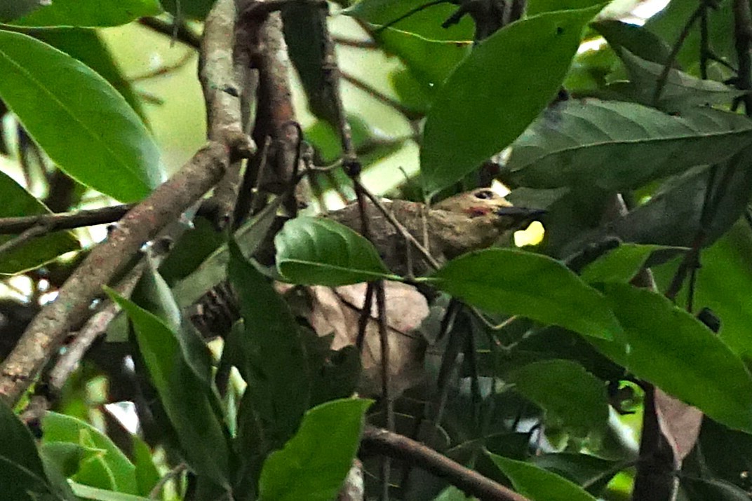 Buff-rumped Woodpecker - ML638538775