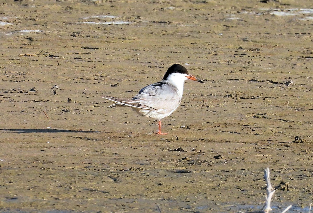 Forster's Tern - ML638538785
