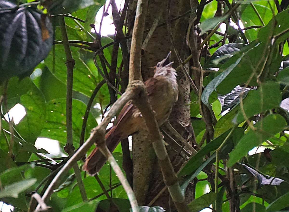 Ochraceous Bulbul - ML638538804