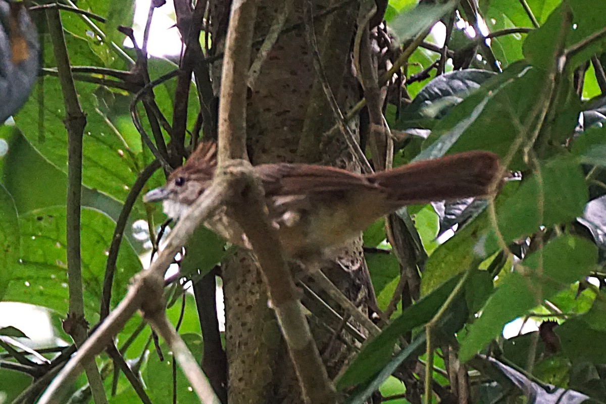 Ochraceous Bulbul - ML638538807