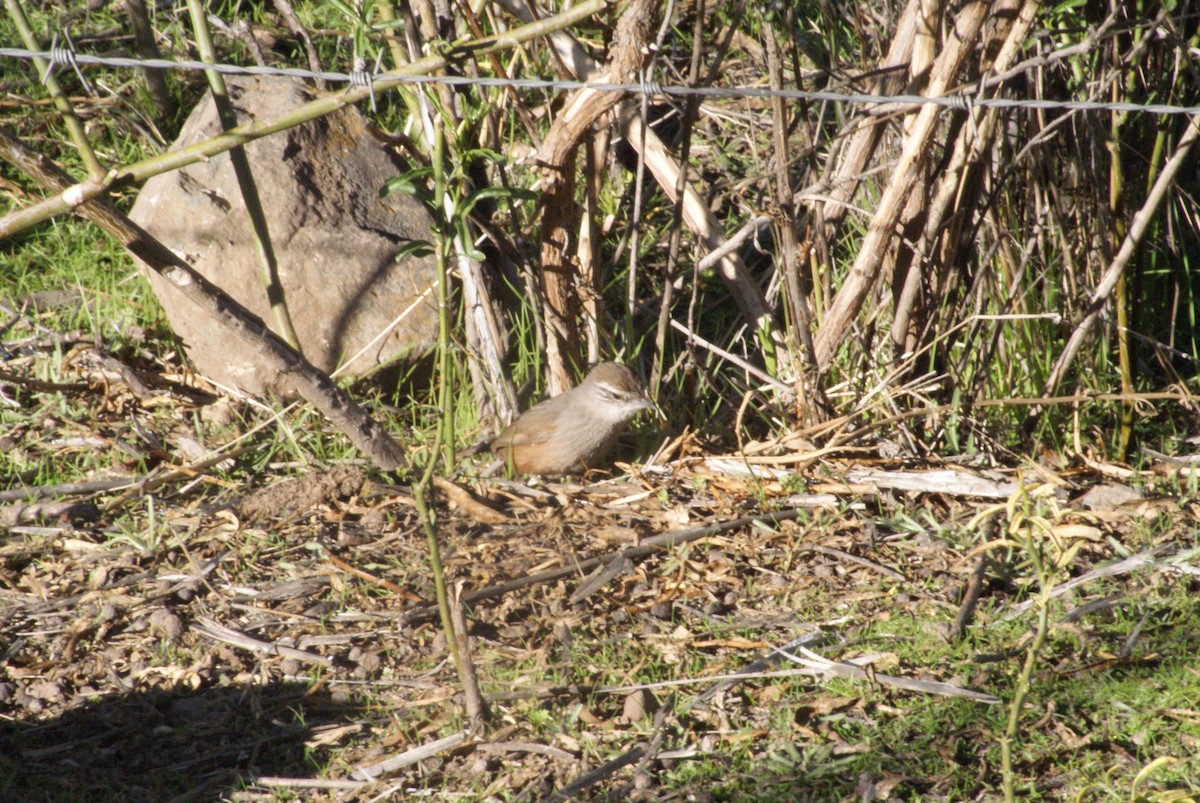 Dusky-tailed Canastero - ML638538810