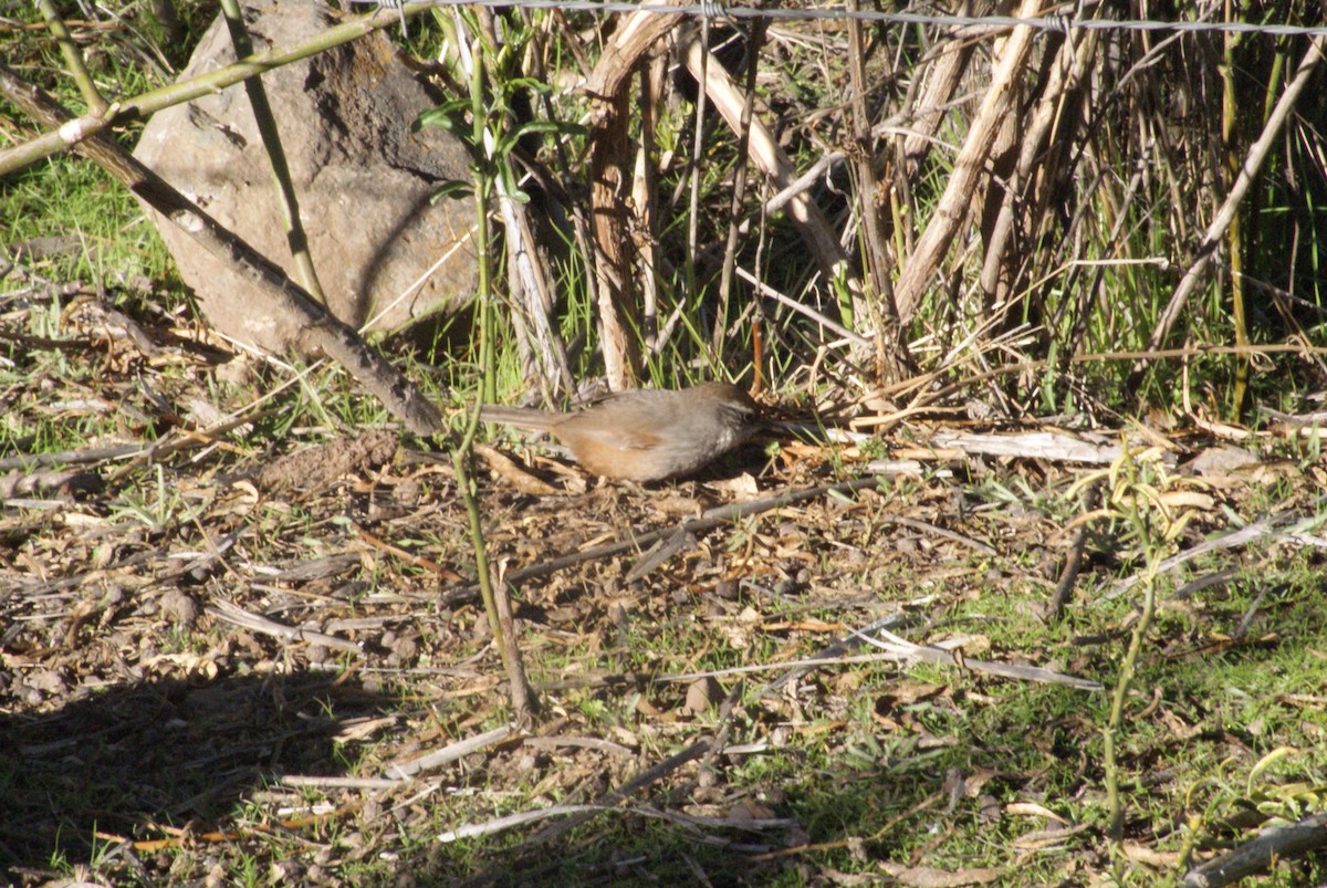 Dusky-tailed Canastero - ML638538811