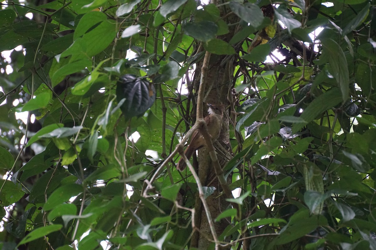 Ochraceous Bulbul - ML638538812