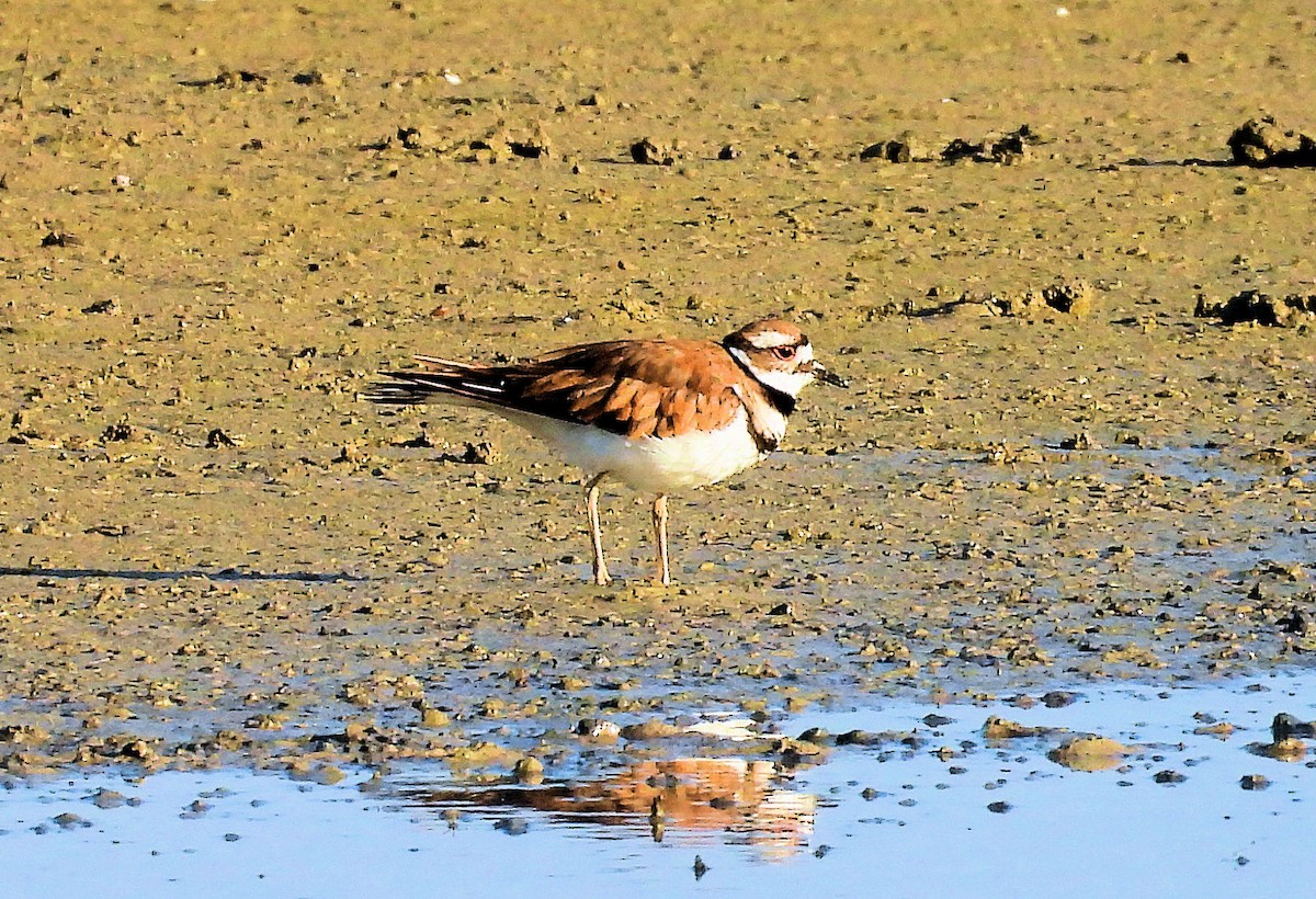 Killdeer - ML638538824