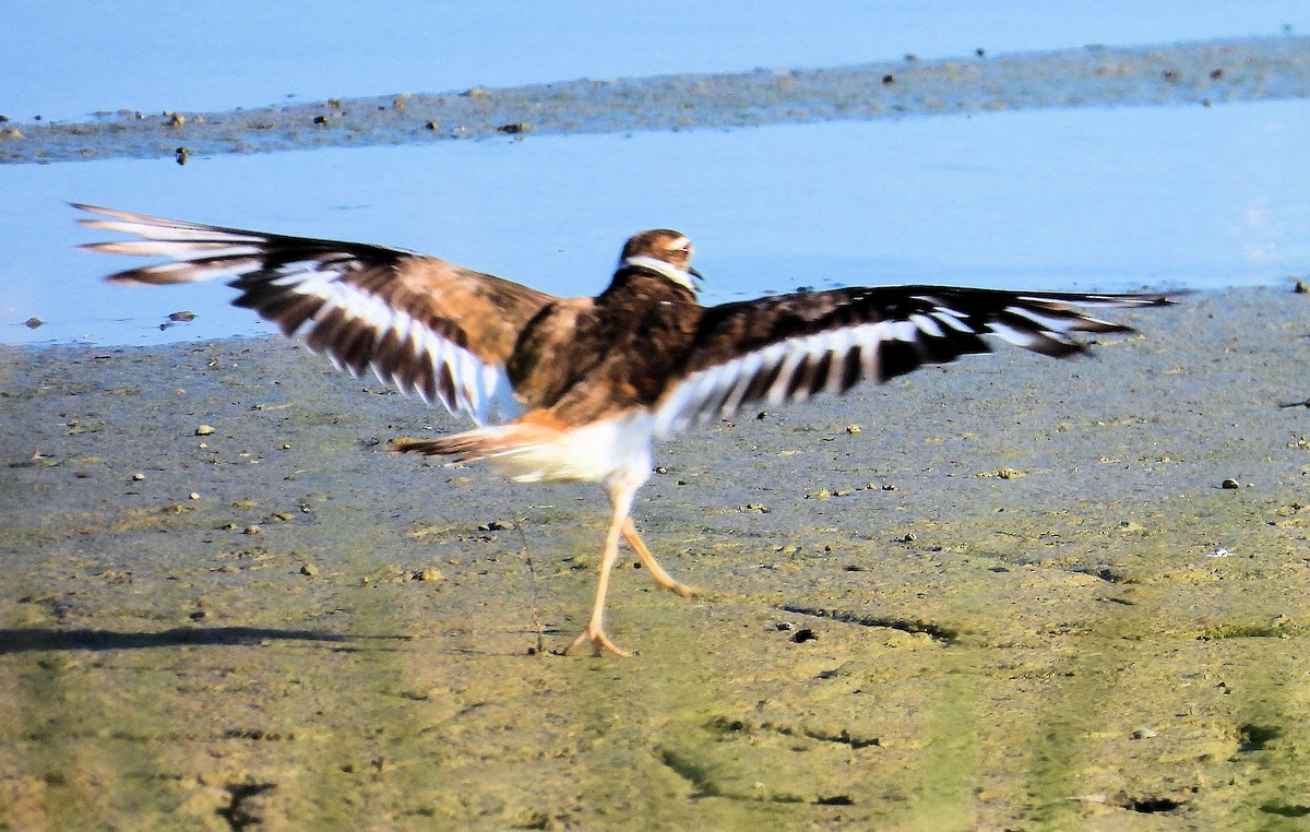 Killdeer - ML638538825