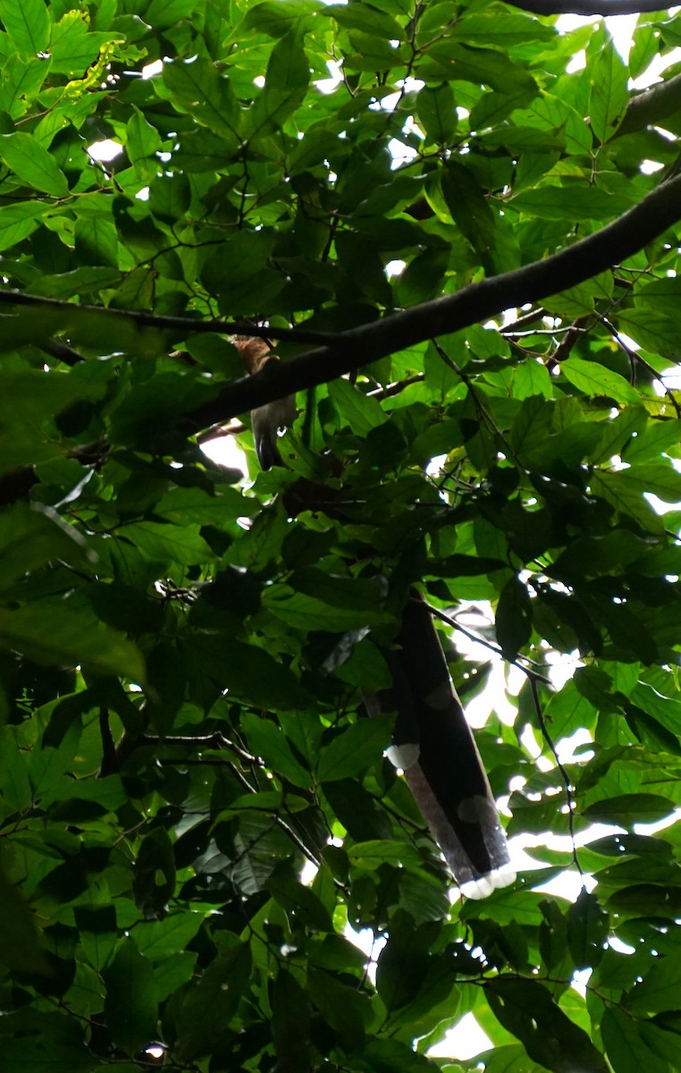 Red-billed Malkoha - ML638538835