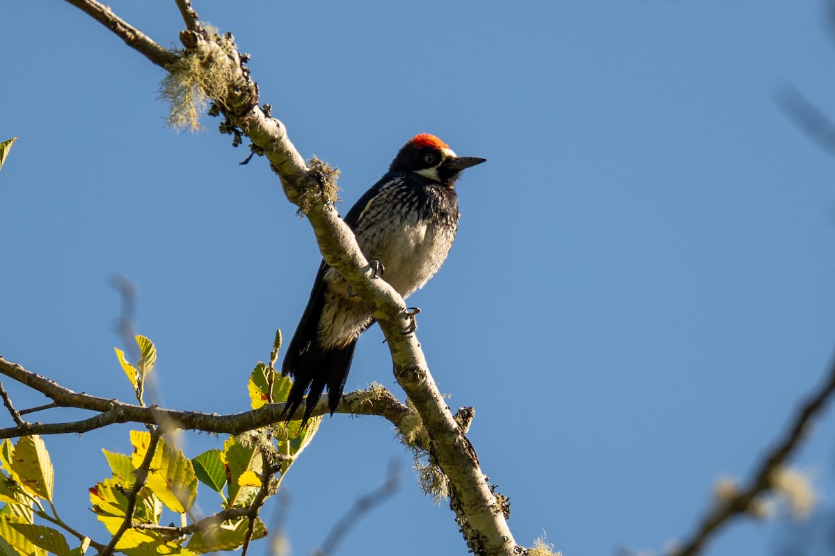 Acorn Woodpecker - ML638538843