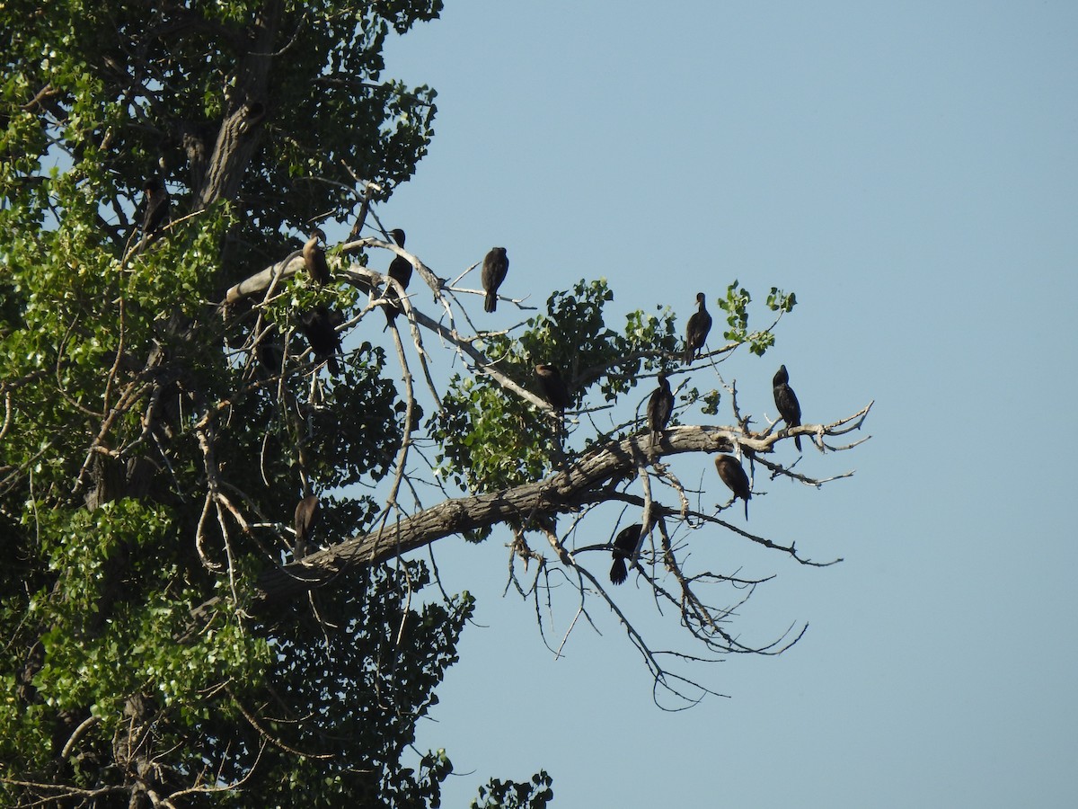 Double-crested Cormorant - ML638538856