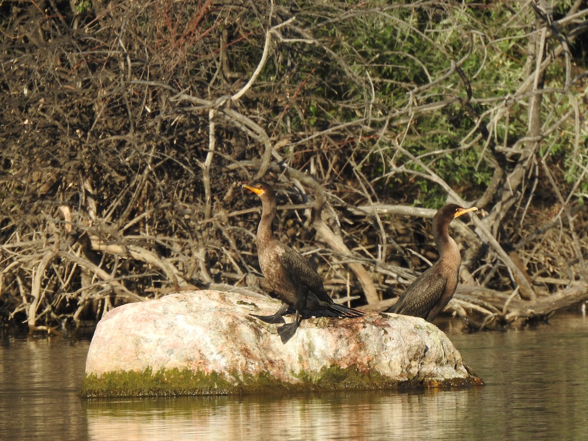 Double-crested Cormorant - ML638538859