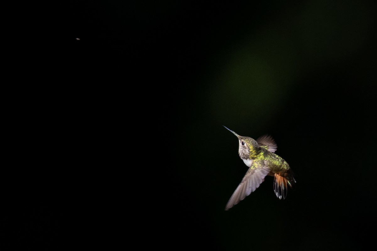 Allen's Hummingbird - ML638538864