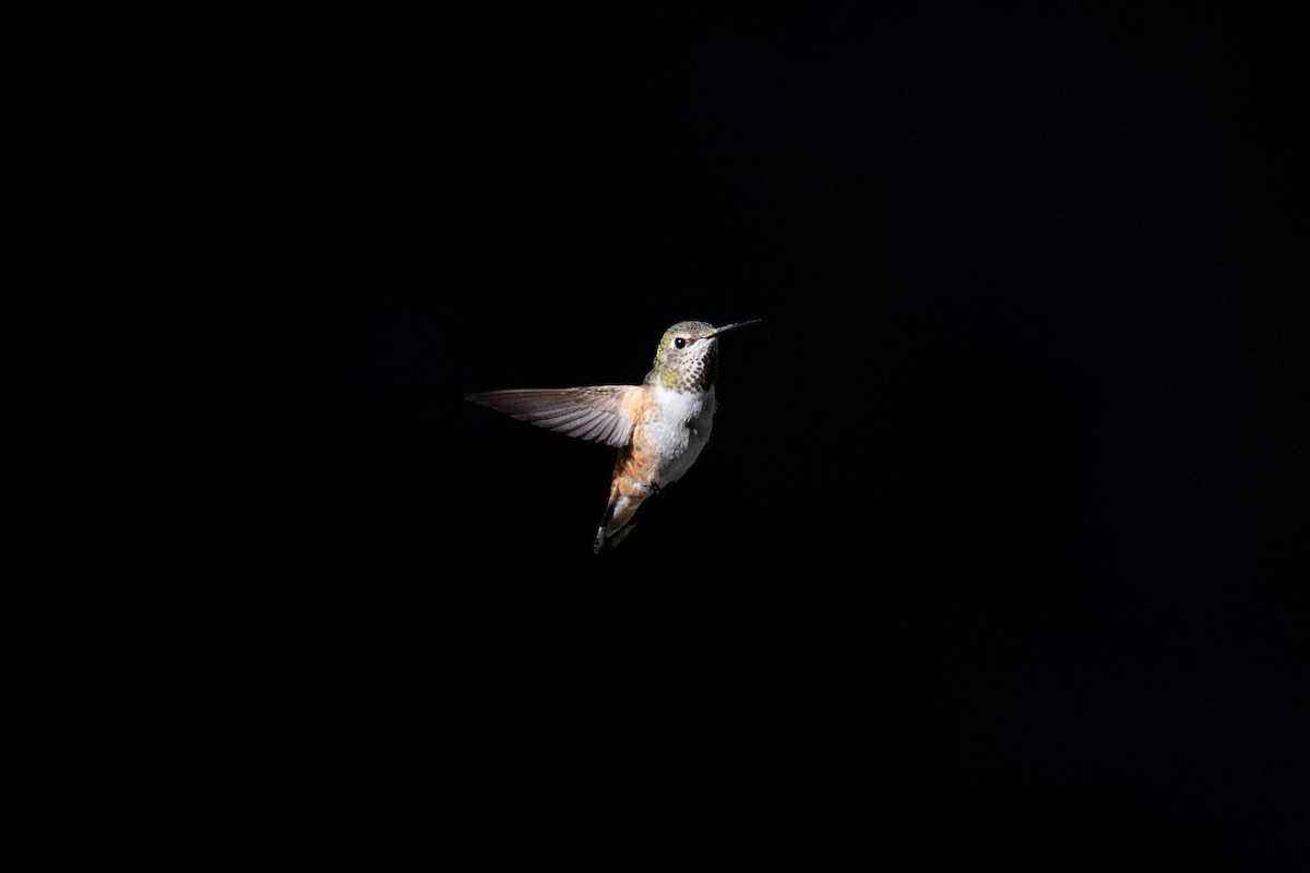 Allen's Hummingbird - ML638538866