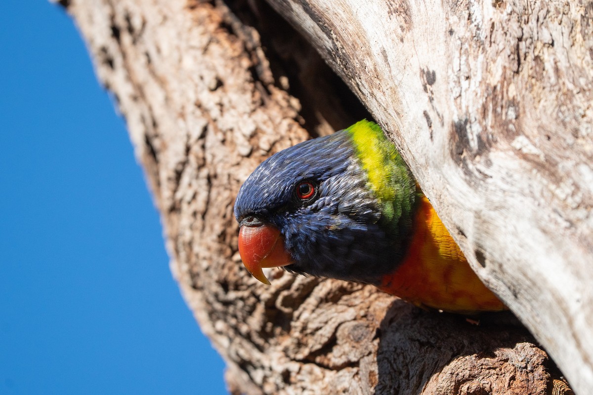 Rainbow Lorikeet - ML638538868