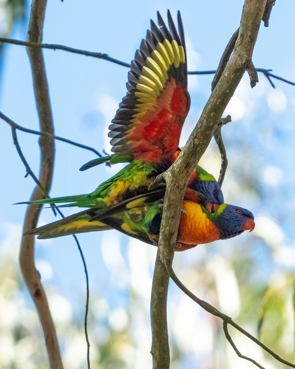 Rainbow Lorikeet - ML638538869