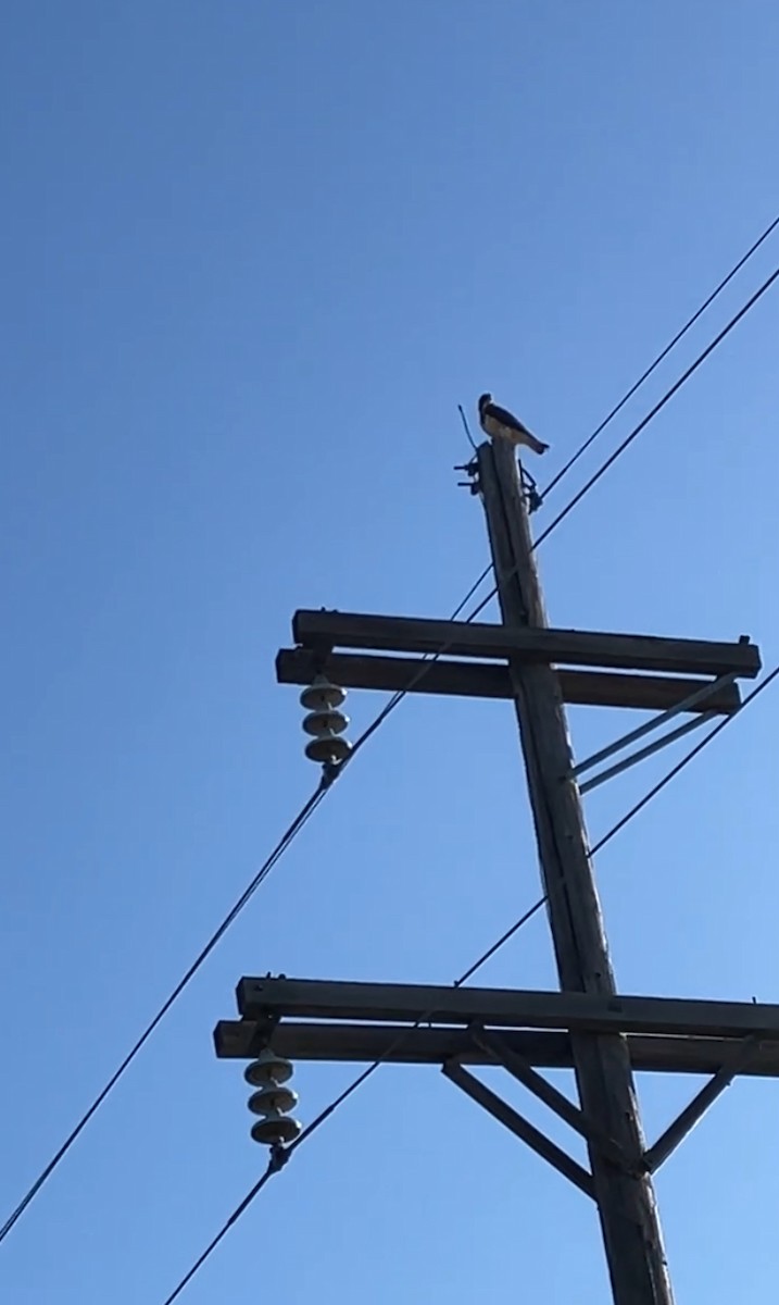 Swainson's Hawk - ML638538871