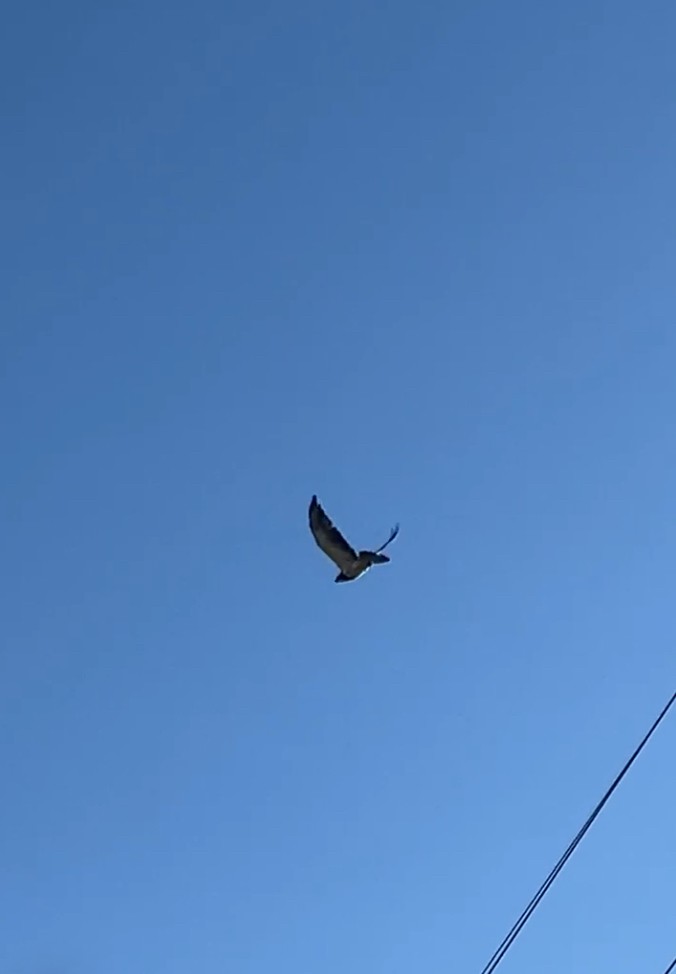 Swainson's Hawk - ML638538874
