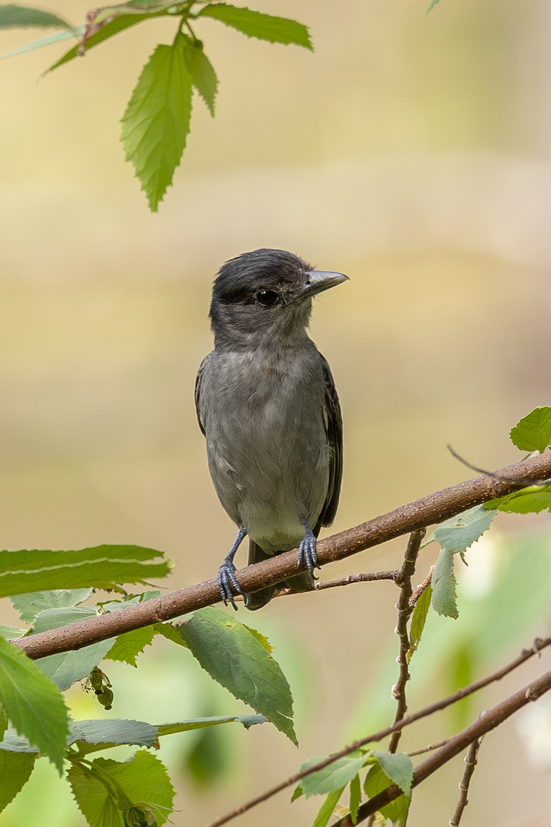 Rose-throated Becard - ML638538907