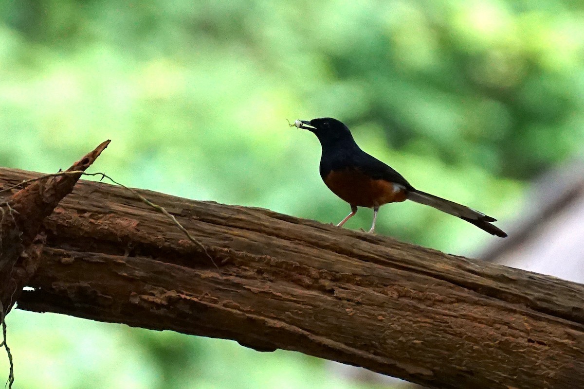 White-rumped Shama - ML638538910