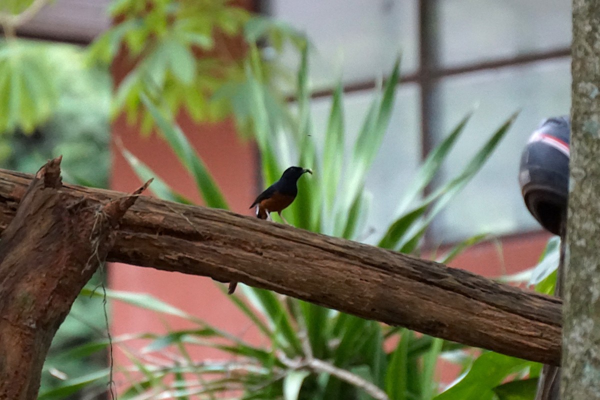 White-rumped Shama - ML638538917