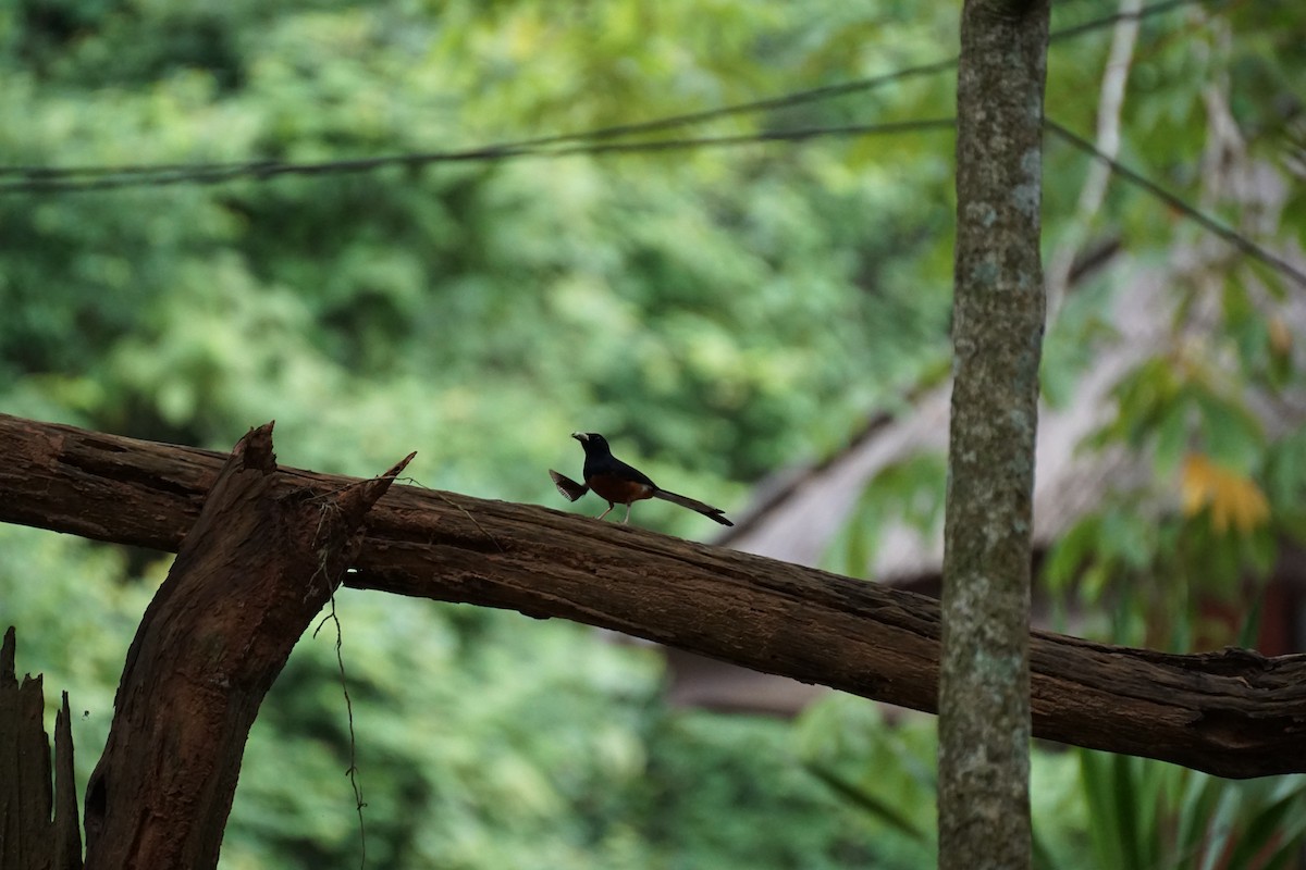 White-rumped Shama - ML638538921