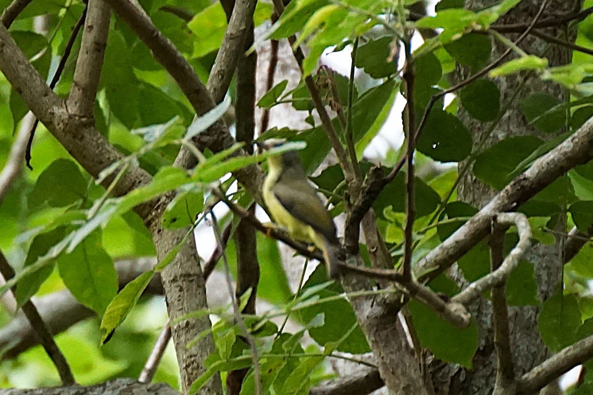 Little Spiderhunter - ML638538946