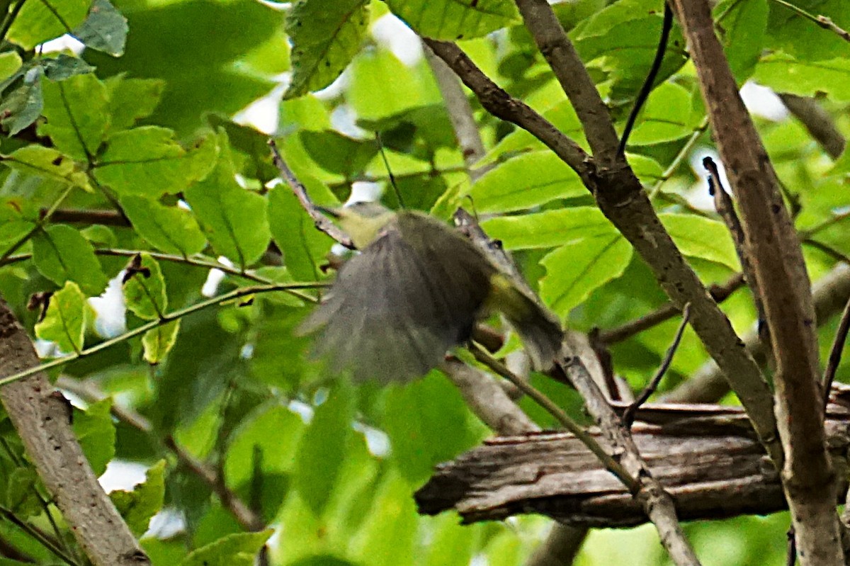 Little Spiderhunter - ML638538948
