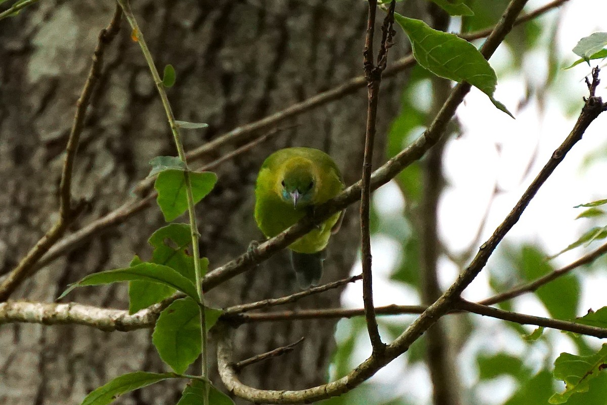 Blue-winged Leafbird - ML638538951