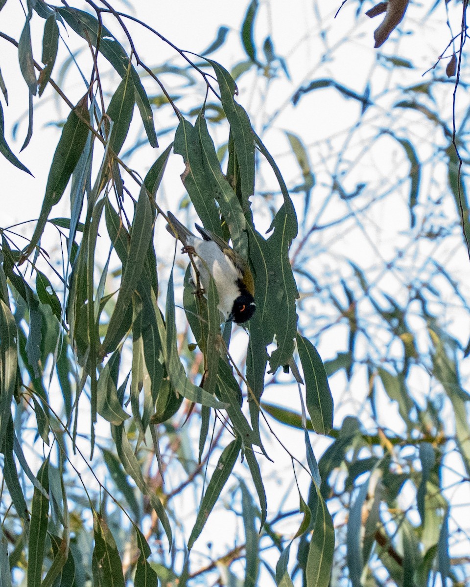 White-naped Honeyeater - ML638538955
