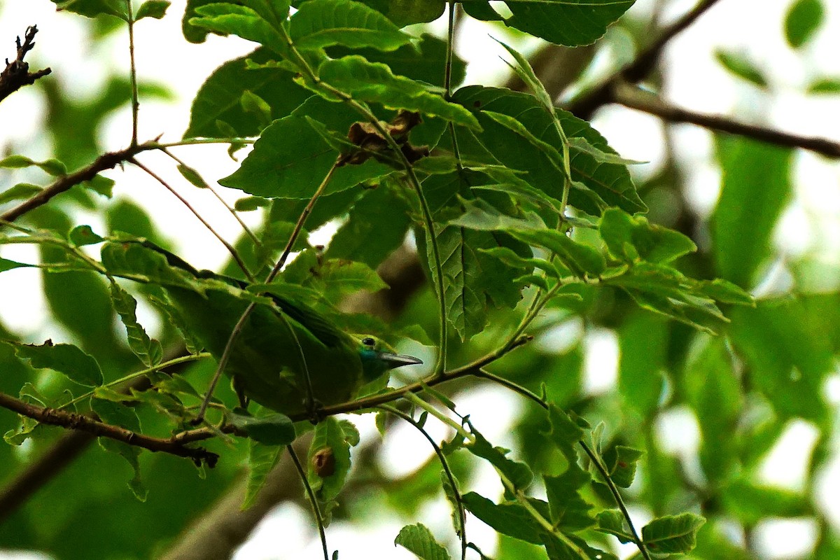 Blue-winged Leafbird - ML638538956