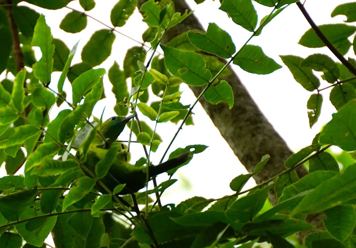 Blue-winged Leafbird - ML638538961