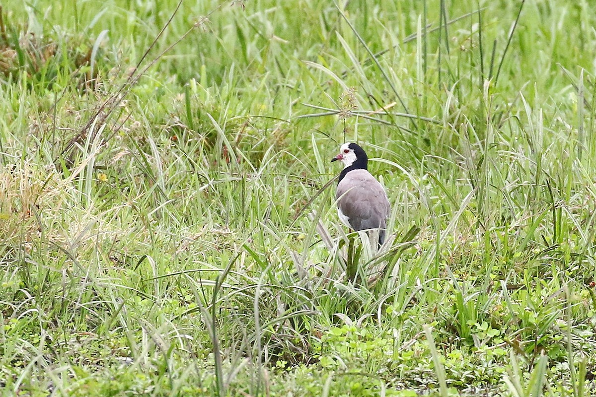 Long-toed Lapwing - ML638538983